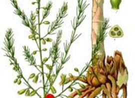 Asparagus_officinalis